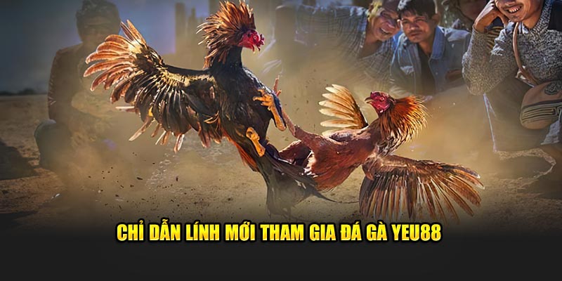 Chỉ dẫn lính mới tham gia đá gà Yeu88 