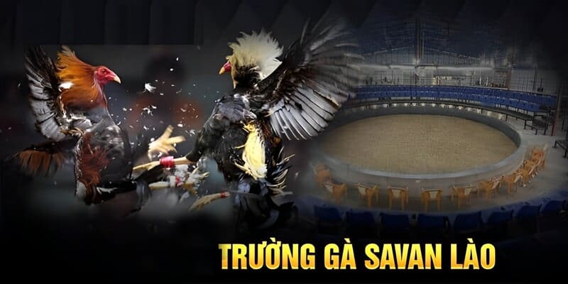 Savan Lào - Trường gà đẳng cấp nhất hiện nay