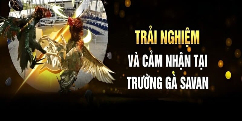 Trải nghiệm đấu trường Savan gà chiến tại Yeu88